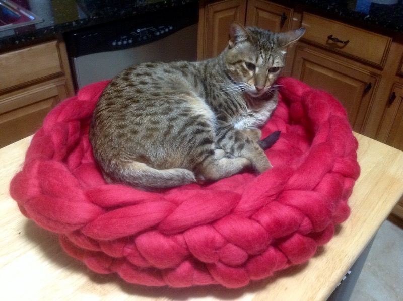 Savannah Jax sleeping in Merino Wool Cat Bed