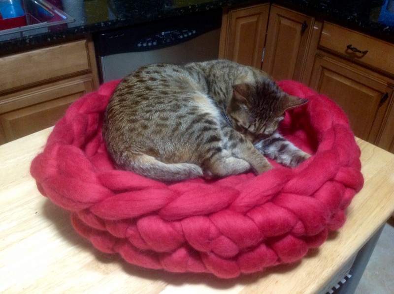 bed time for Jax in his Merino wool cat bed