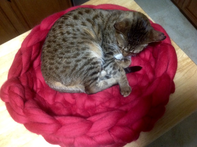 savannah cat sleeping in merino wool cat bed
