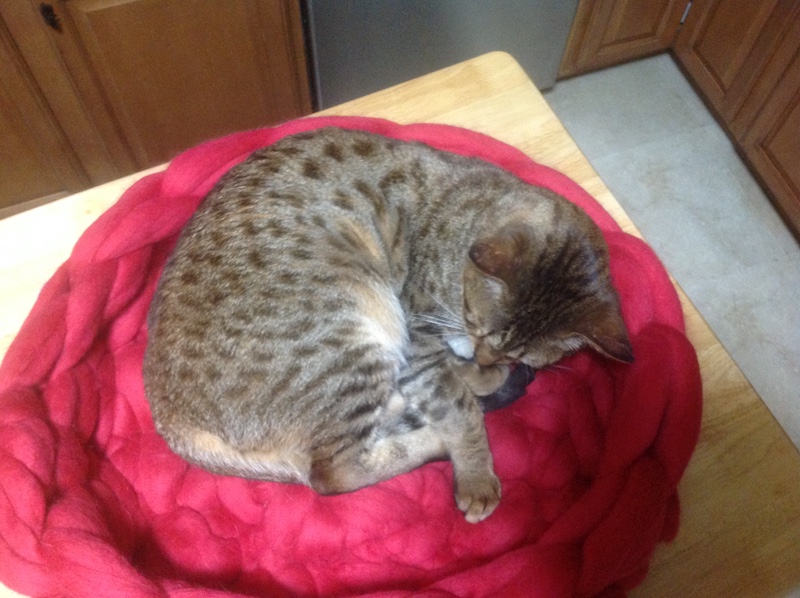 Jax the savannah sleep in his Merino wool cat bed