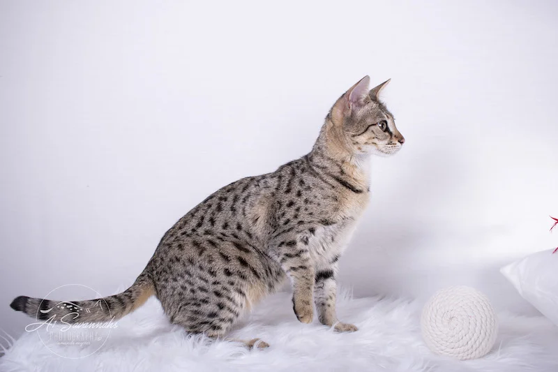 A1Savannahs F2 Female Savannah Cat Stella