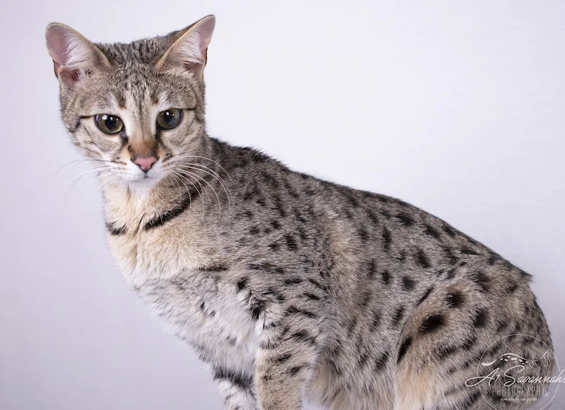 A1Savannahs F2 Savannah Female Savannah Cat Stella