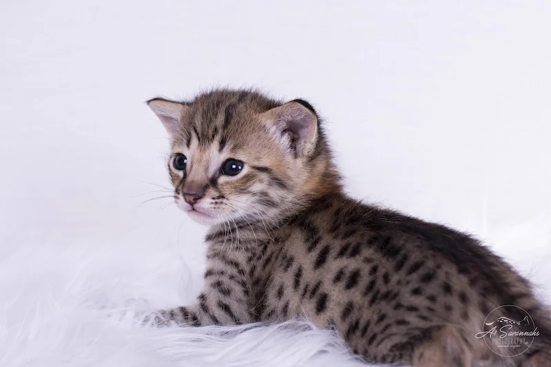 A1Savannahs Denver is a huge F2 Savannah Male 