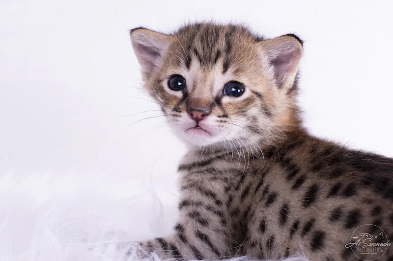A1Savannahs Denver is an F2 Savannah Male with great contrasting colors of gold and black