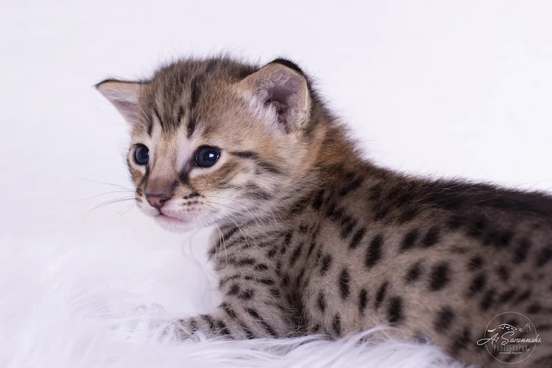 Denver is an F2 Savannah Male kitten from The Original of the Savannah Cat Breed