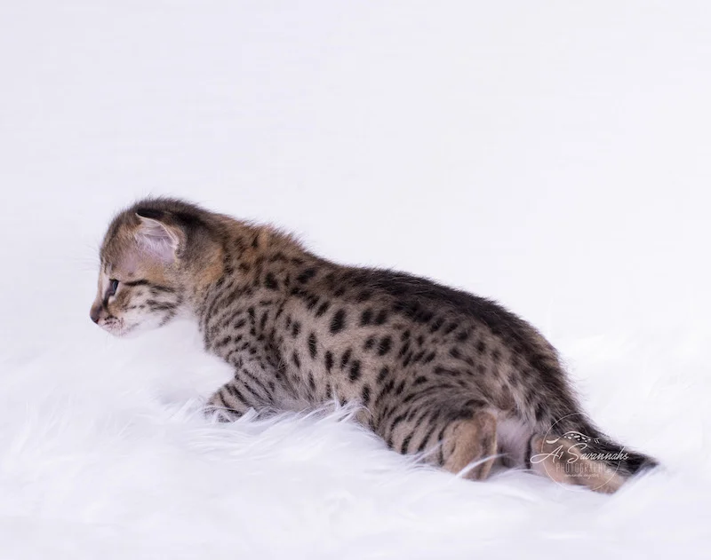 Long and lean is F2 Savannah Kitten Denver from A1Savannahs