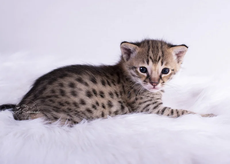 What an adorable face this F2 Male Savannah kitten has from A1Savannahs