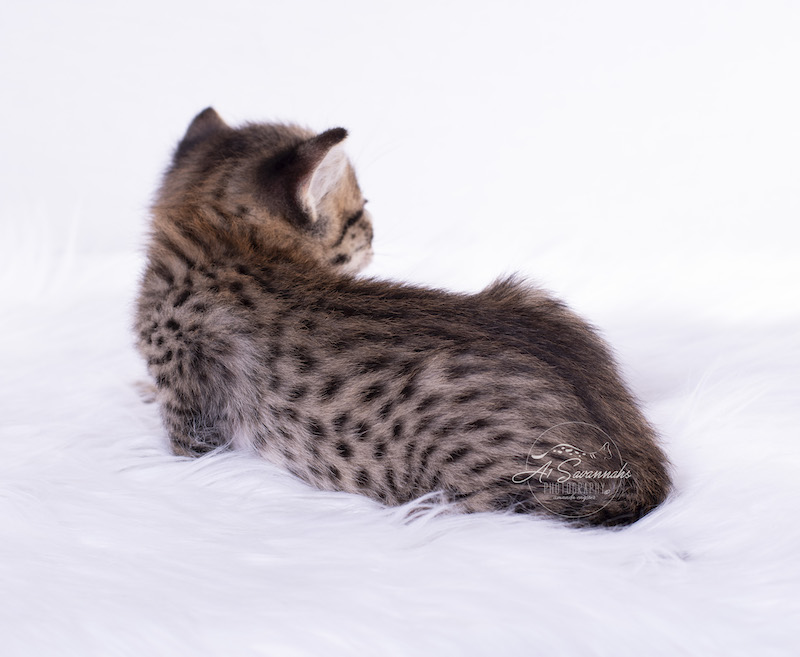 Great markings and exotic features, Dallas the F2 Savannah male is a cutie!