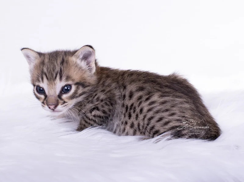 loving that pink nose on that adorable f2 savannah male kitten from A1Savannahs 