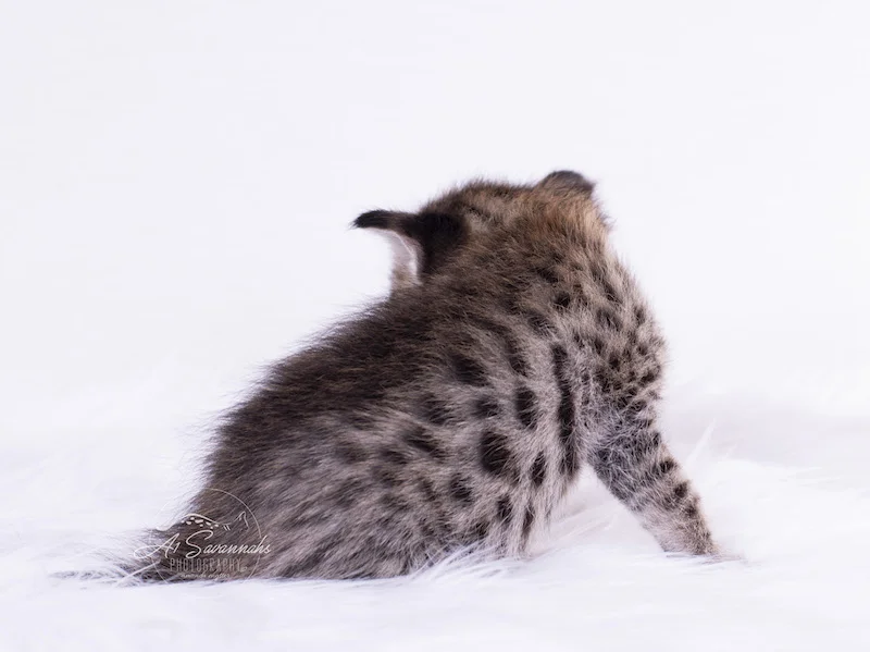 Dakota is A1Savannahs large spotted f2 savannah female kitten