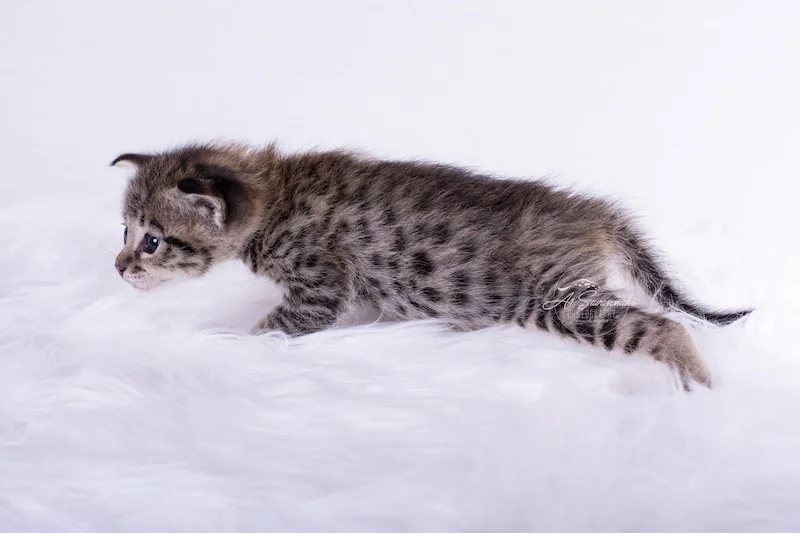Stretching out her long body is F2 Savannah Female Kitten Dakota from A1Savannahs