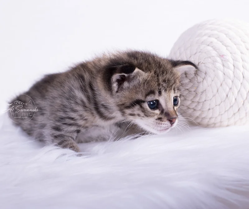 A1Savannahs F2Savanah Female Kitten Dakota