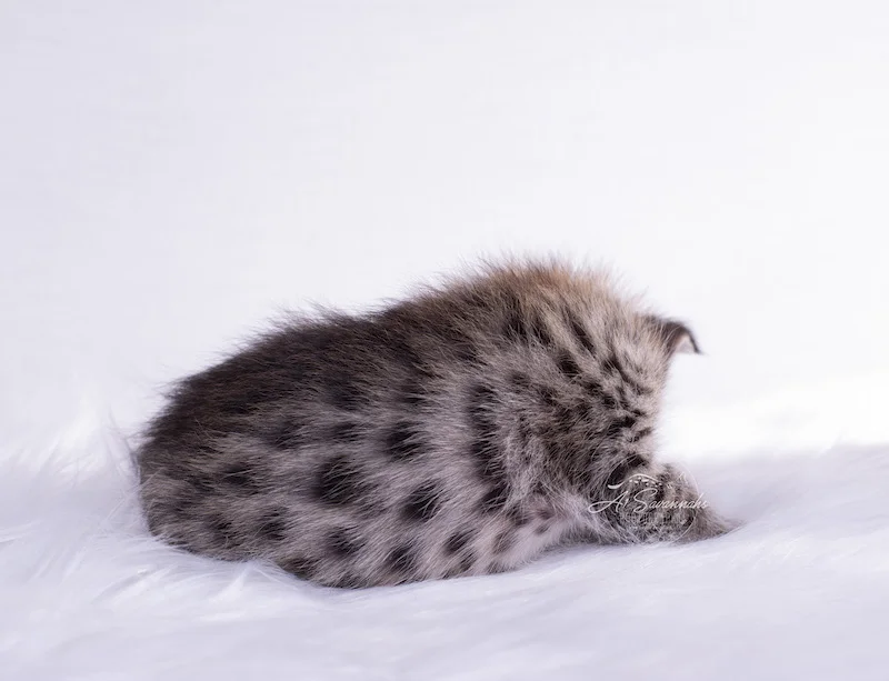 Amazing spots on A1Savannahs F2 Savanna Female Kitten Dakota