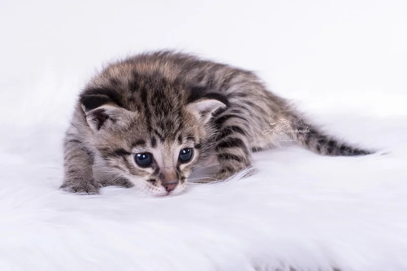 Scooting around is A1Savannahs F2 Savannah Female Kitten Dakota