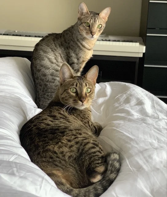 Kobe and Wagyu relaxing in bed