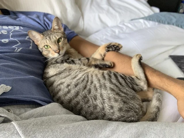 SBT Wagyu sleeping with dad
