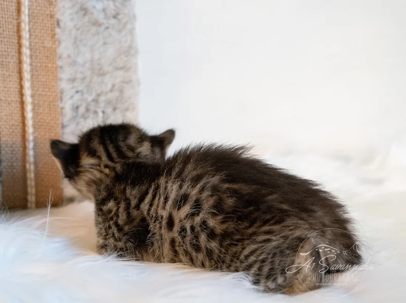 A1Savannahs Tabor is a dark F3 Savannah Male Kitten