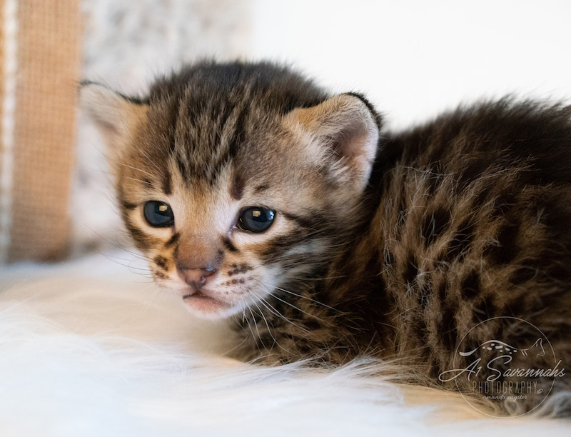 F3 Male Tabor is an F3 Savannah Kitten from A1Savannahs