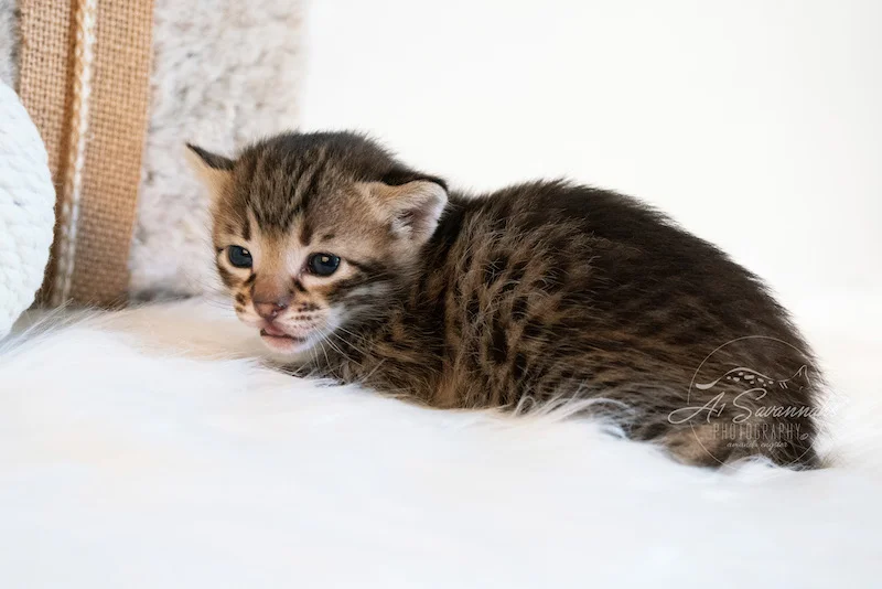 Tabor is an F3 Savannah Male from A1Savannahs