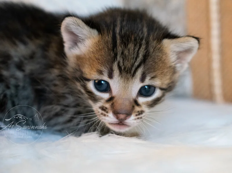 A1Savannahs Tabor is an F3 Savannah Male Kitten