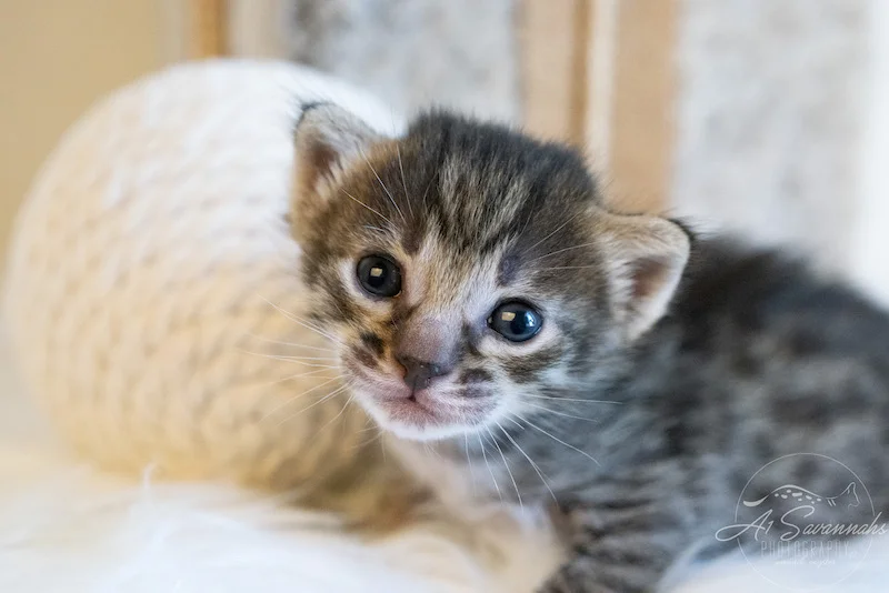 Copy of A1Savannahs Tucker is a F3 Savannah Male kitten looking into the camera