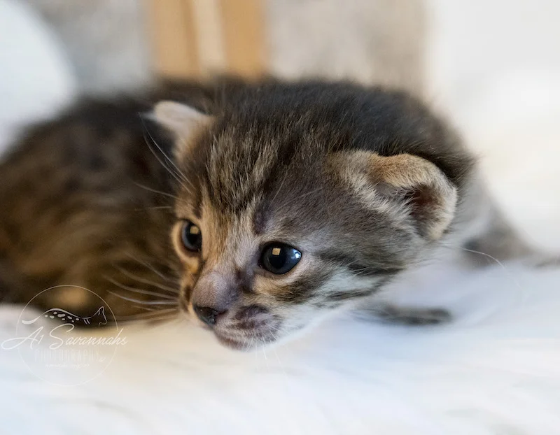 Copy of Showing you his facial features is A1Savannahs F3 Male Savannah Kitten Tucker