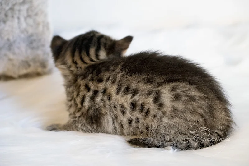 Beautiful contrasting coat on our F3 Savannah Female Kitten 