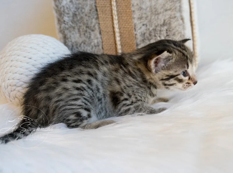 Showing off her beautiful coat is A1Savannahs F3 Savannah Female Tara