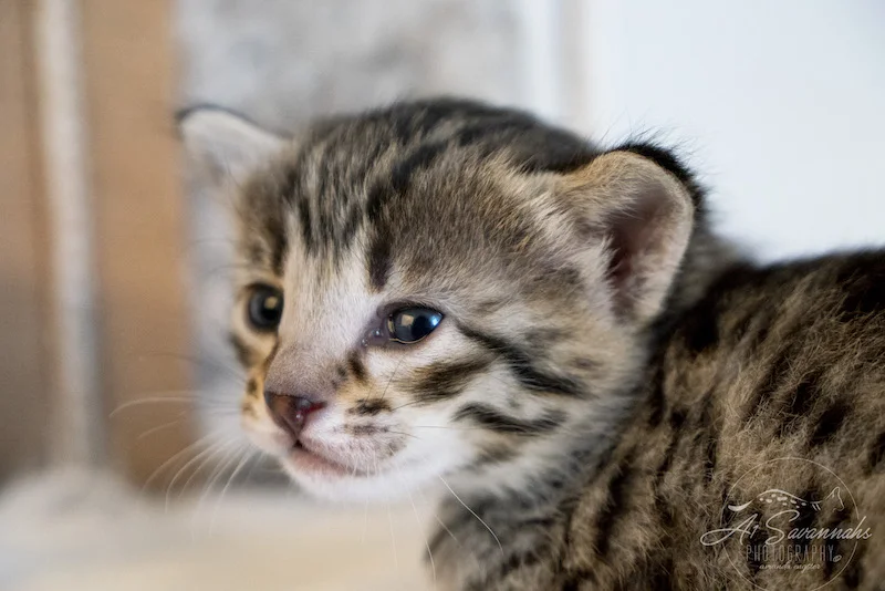 Tara is an F3 Savannah Female kitten with amazing facial features. 