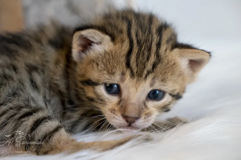 Laying her sleepy head down is A1Savannahs F3 Savannah Female Kitten Trinity