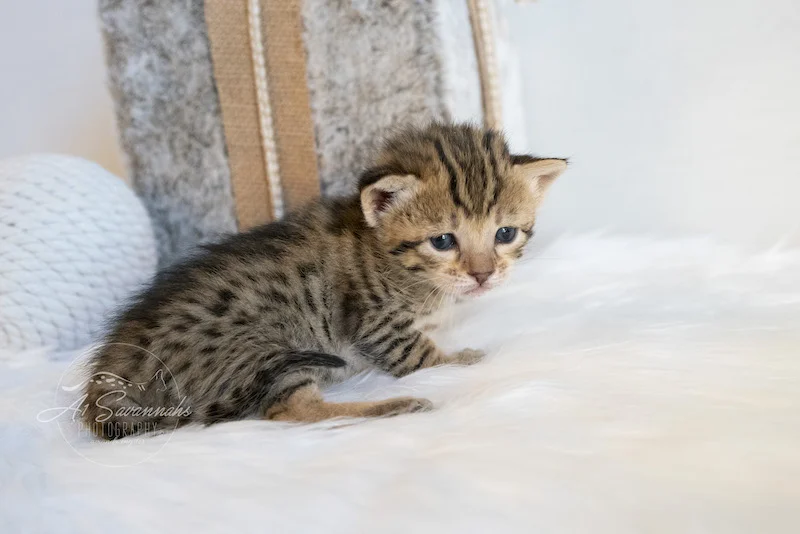 Looking for some snuggles is A1Savannahs F3 Savannah Female Kitten Trinity