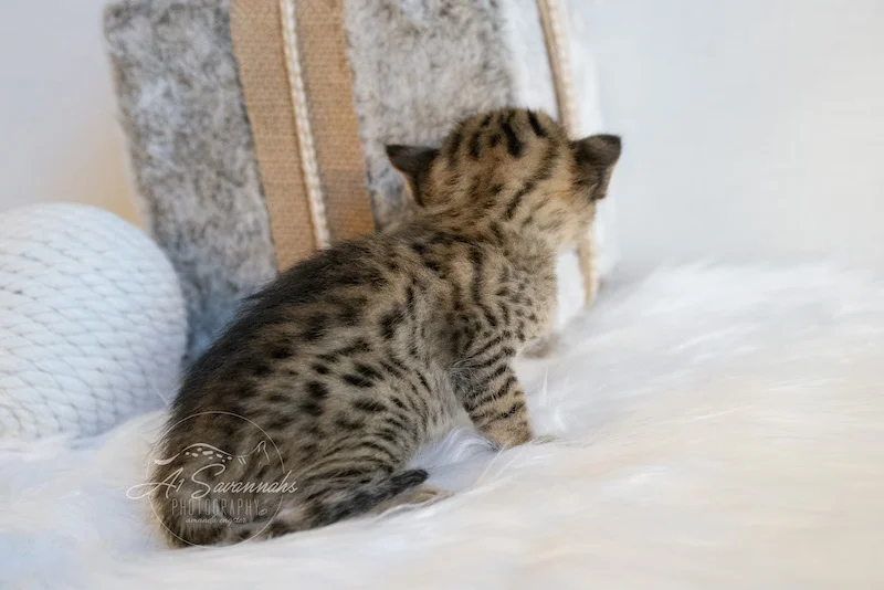 Showing off her long body is F3 Savannah Trinity from The Origninal Founder of the Savannah Cat Breed