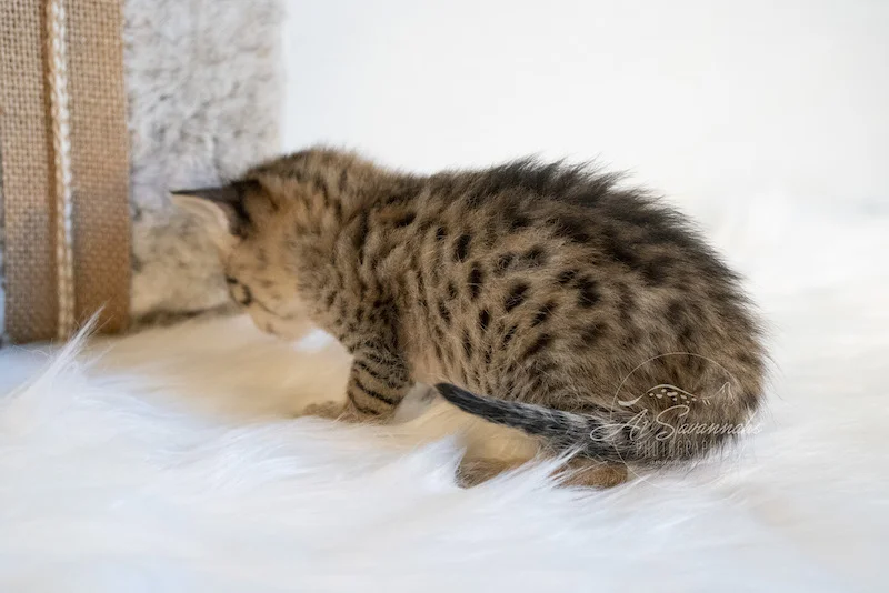 Trinity is an F3 Savannah Female Kitten from A1Savannahs in Oklahoma
