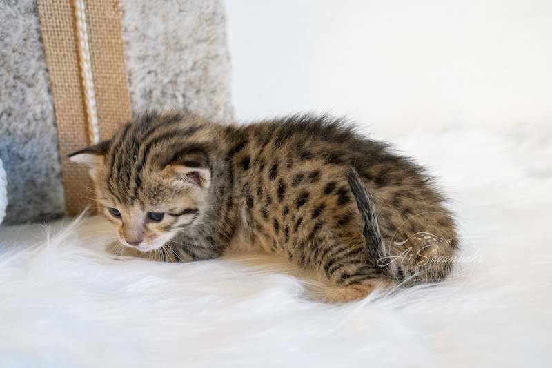 Look at the amazing contrast on A1Savannahs F3 Savannah Female Kitten Trinity