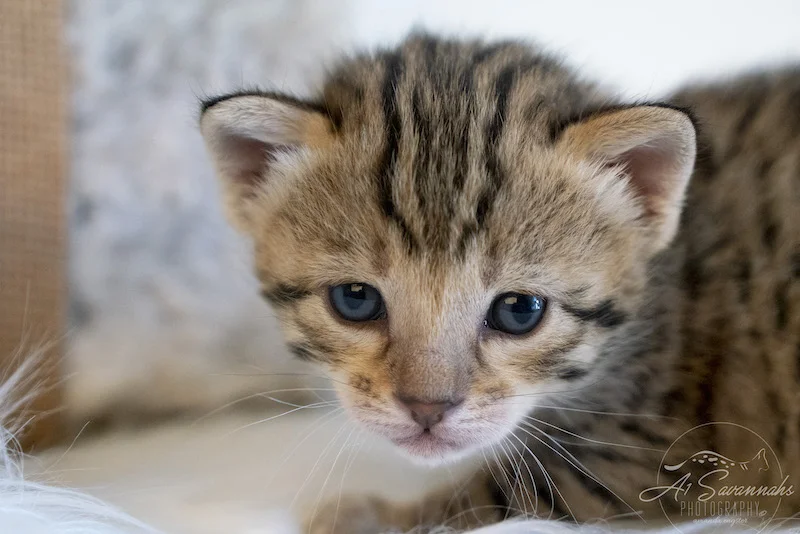 F3 Savannah Female Trinity has exceptional facial markings