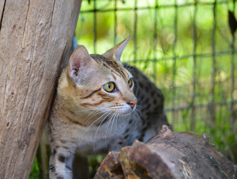 A1Savannahs F5 Savannah Breeder Male Aspen