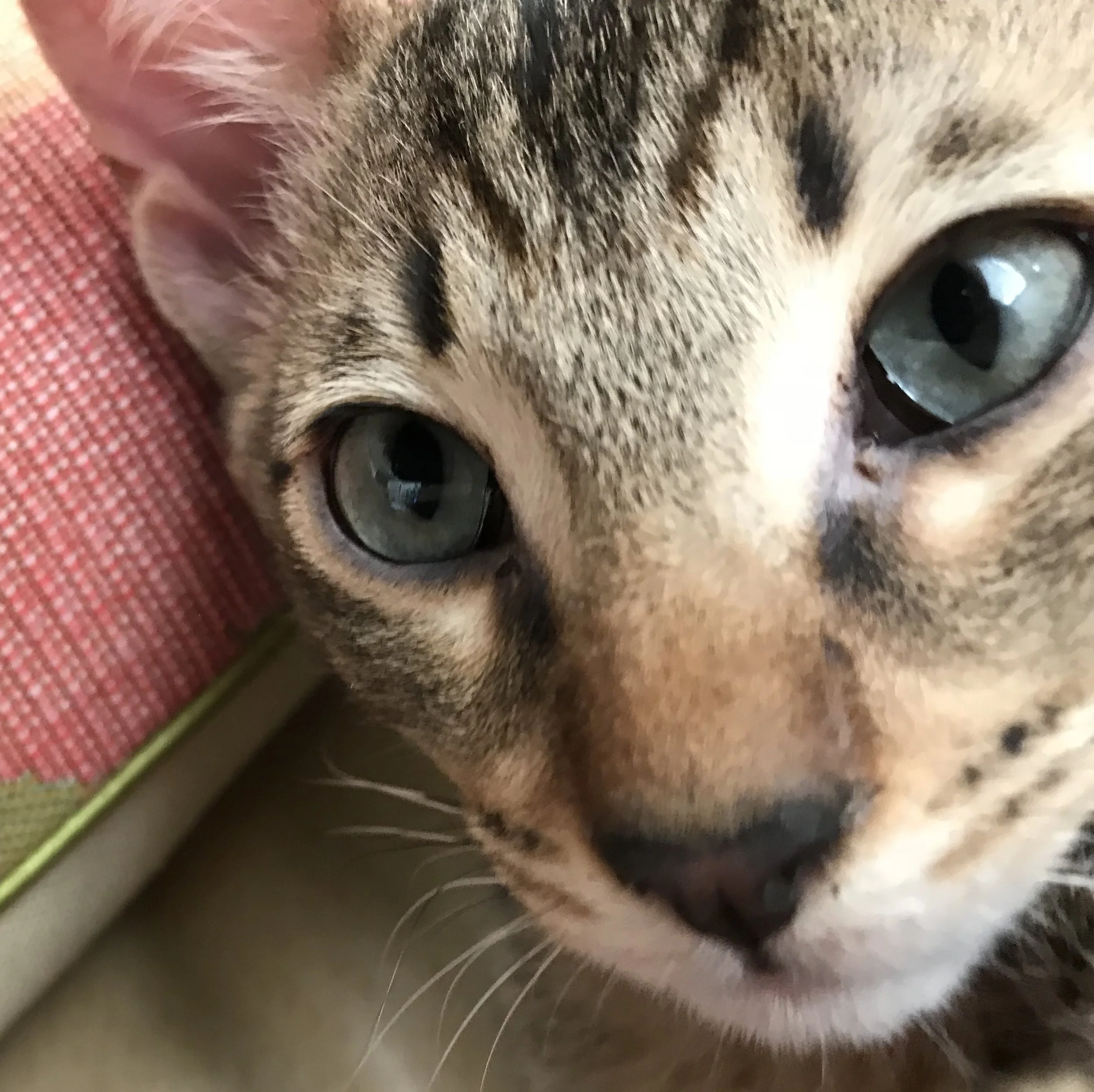 A1Savannahs Levon is showing off his beautiful aqua eyes