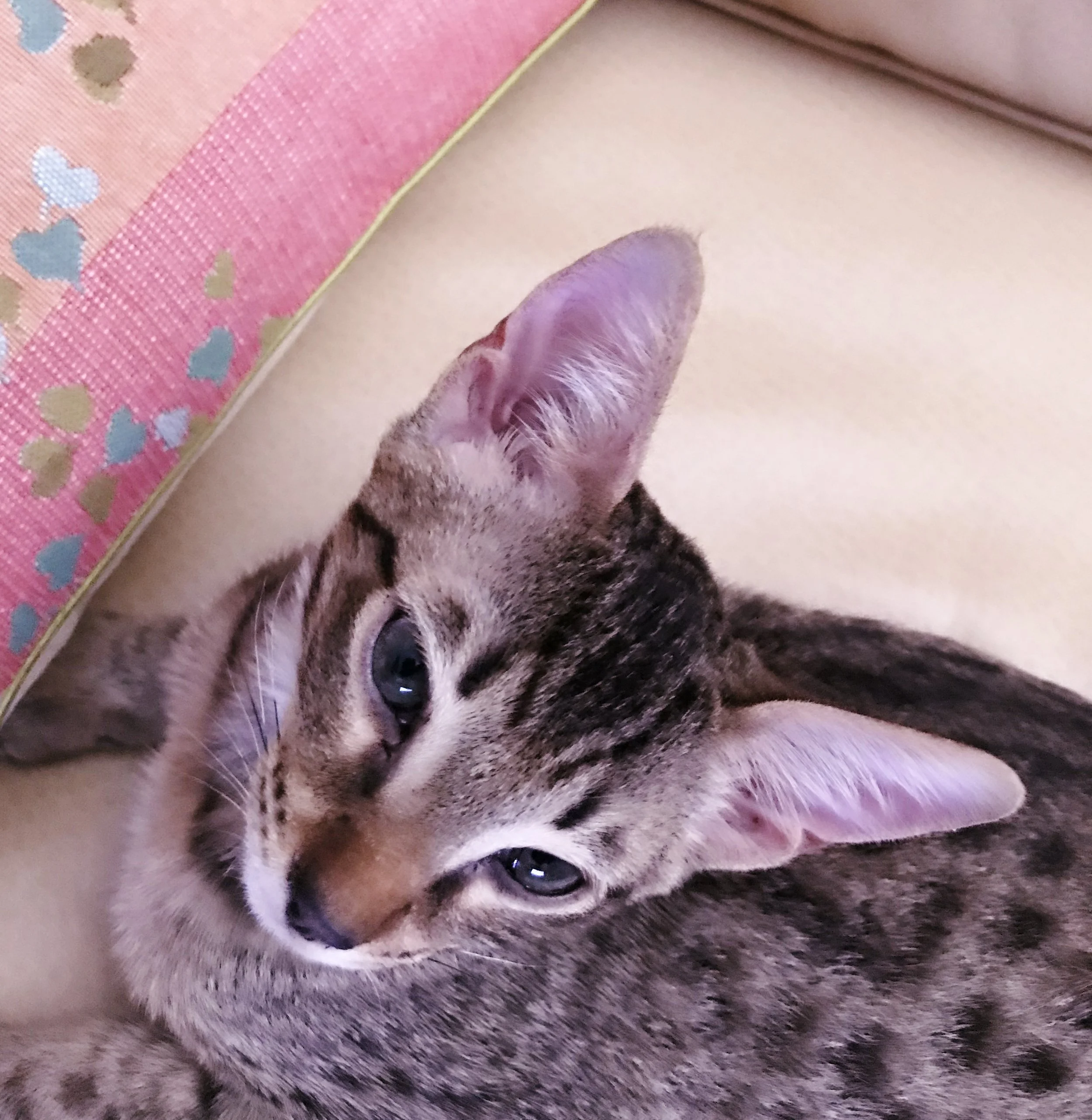 A1Savannahs Levon is a beautiful Savannah kitten