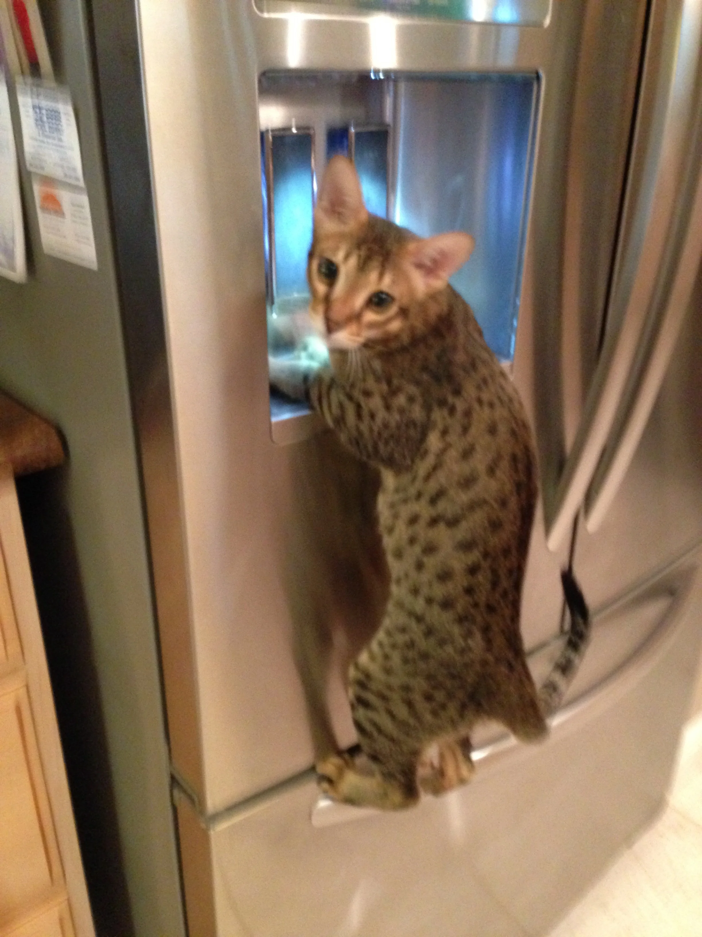 Quincy the Savannah Cat getting his ice out of the ice maker