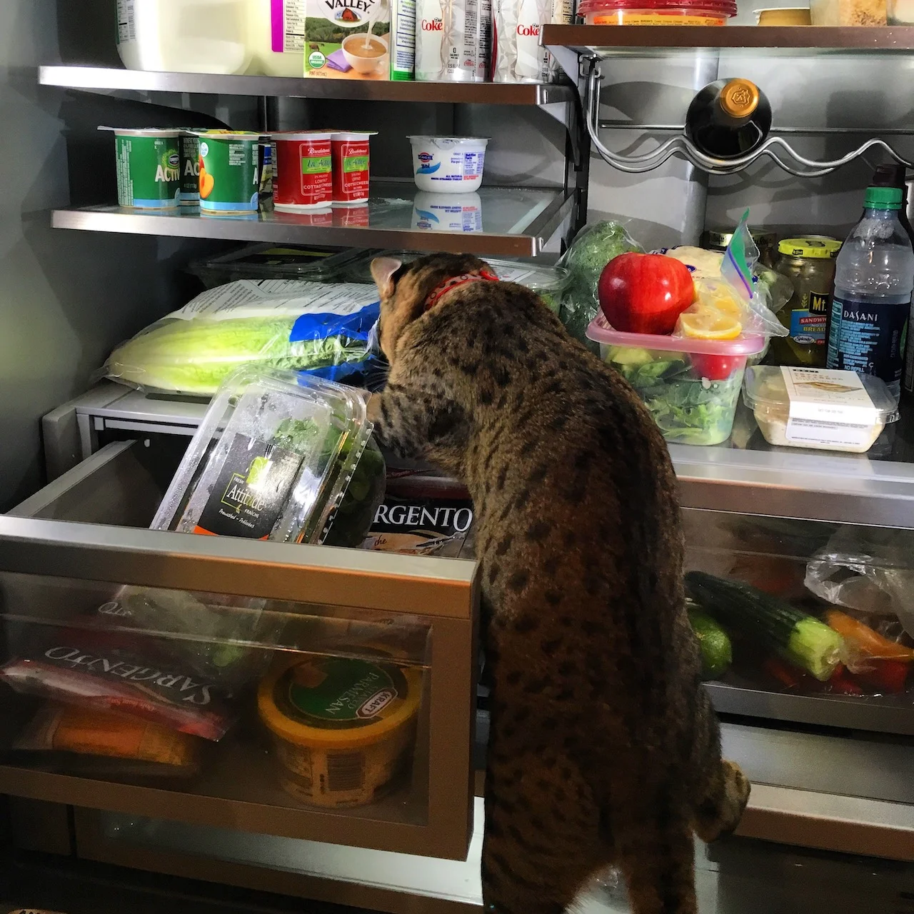 A1Savannahs Qunicy getting a snack out of the fridge. 