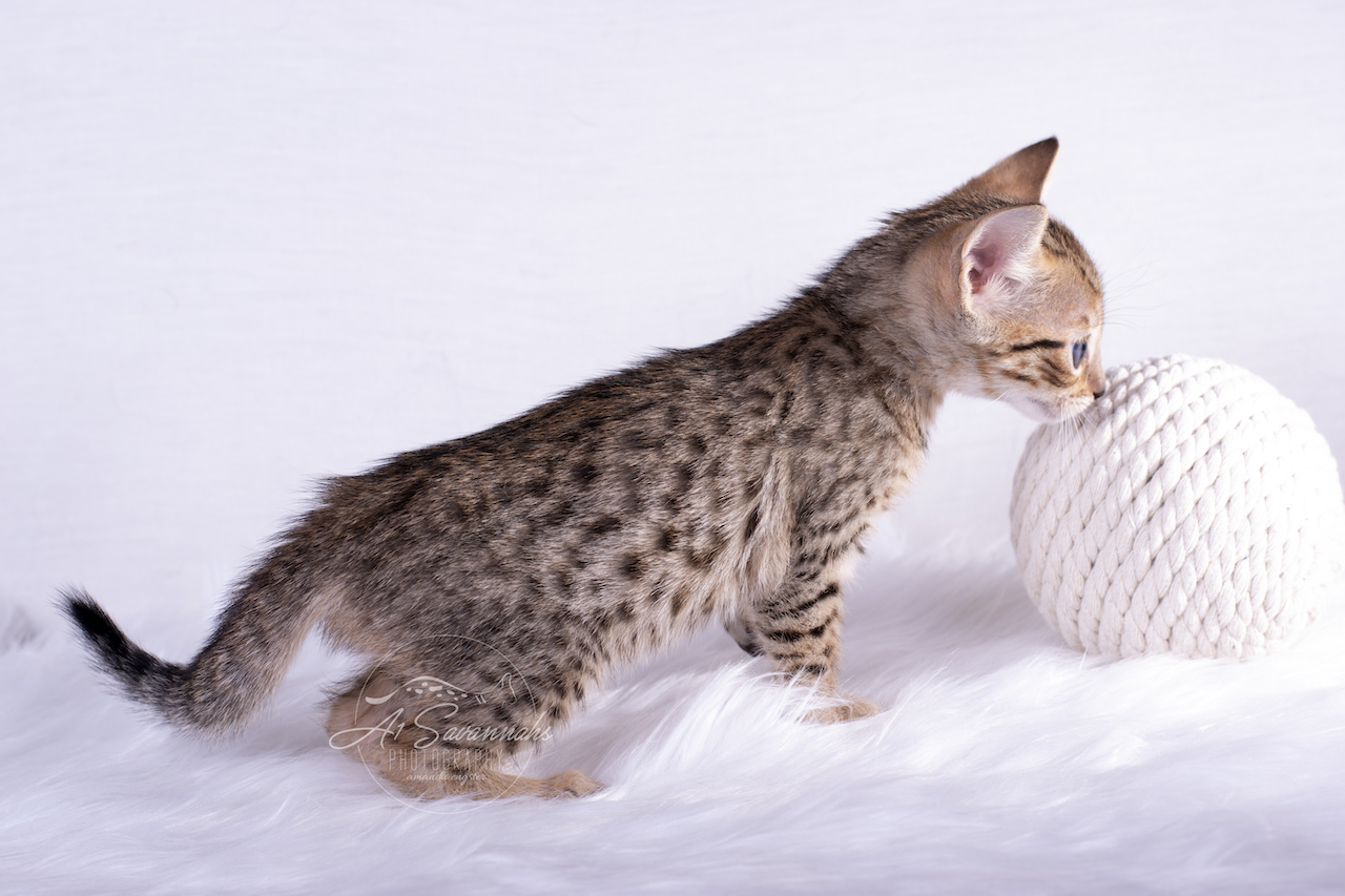 A1Savannahs F6 Savannah Female Kitten Brooklyn is showing off her beautiful spots