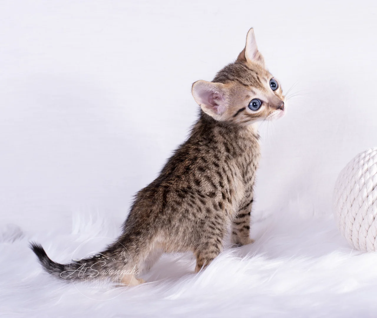 A1Savannahs Brooklyn in a spectacular F6 Savannah Female Kitten