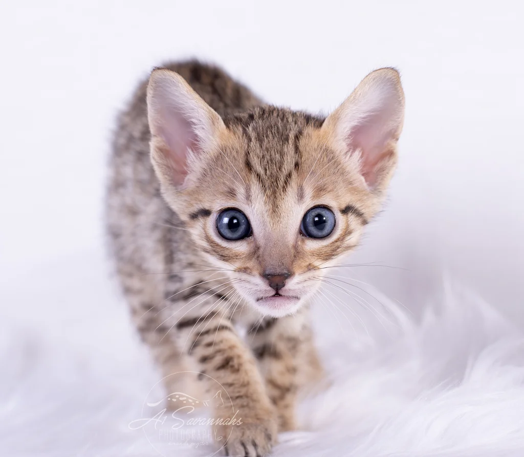 A1Savannahs Brooklyn in a spectacular F6 Savannah Female Kitten