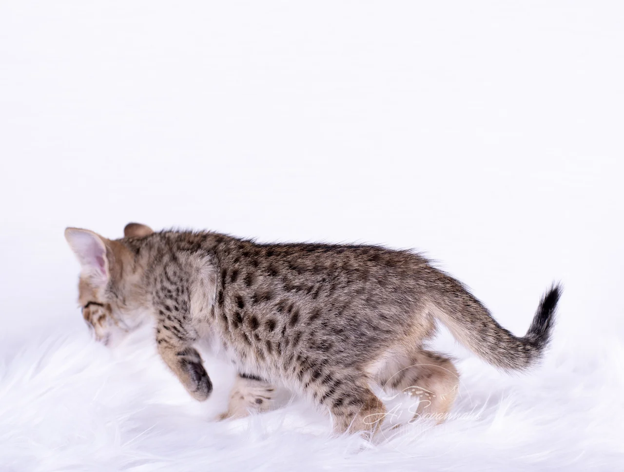 A1Savannahs Brooklyn in a spectacular F6 Savannah Female Kitten