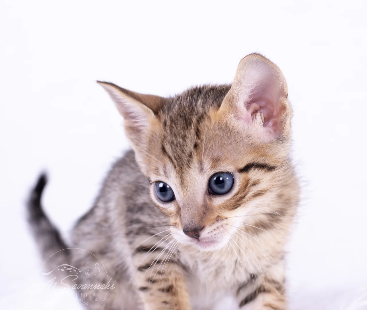 A1Savannahs Brooklyn in a spectacular F6 Savannah Female Kitten