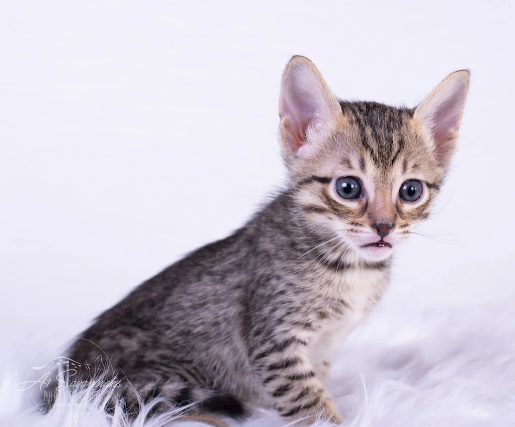 Bristol is an F6 Savannah Female from A1Savannahs