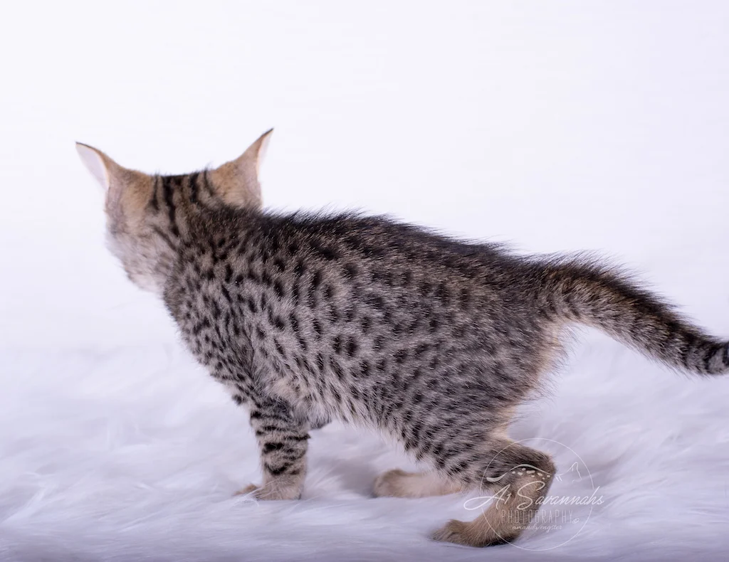 A1Savannahs Bristol is an F6 Savannah Female Kitten Showing off her beautiful spots