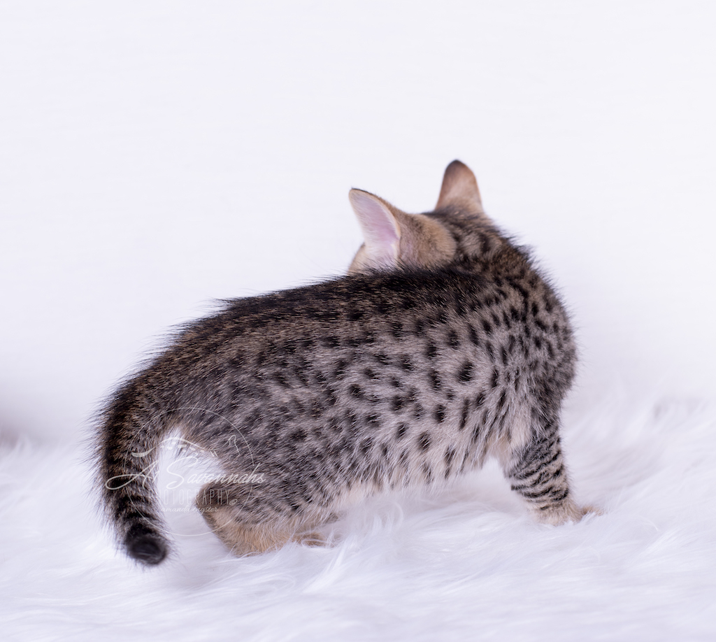 A1Savannahs Bristol is an F6 Savannah Female Kitten Showing off her beautiful spots