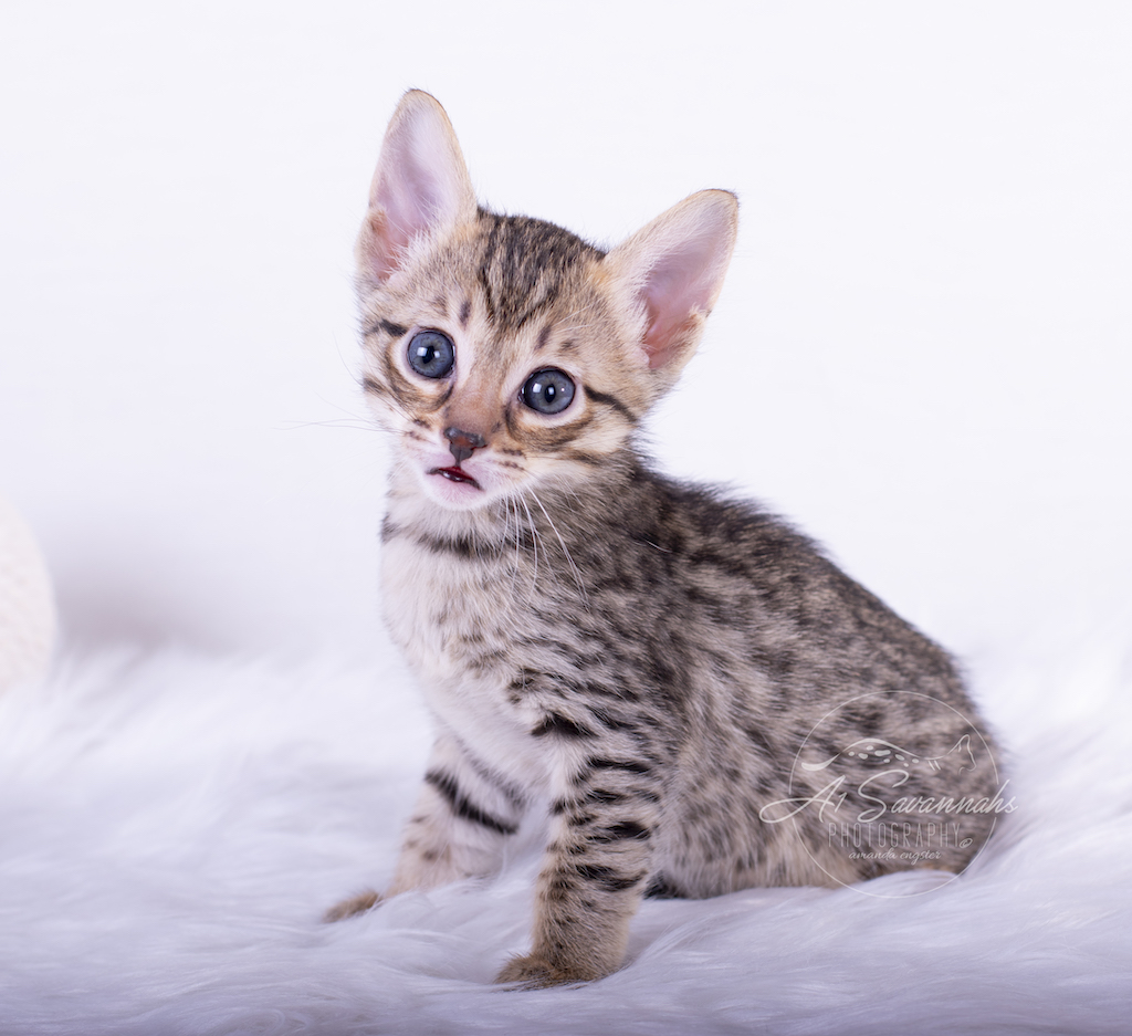Bristol is an F6 Savannah Female from A1Savannahs