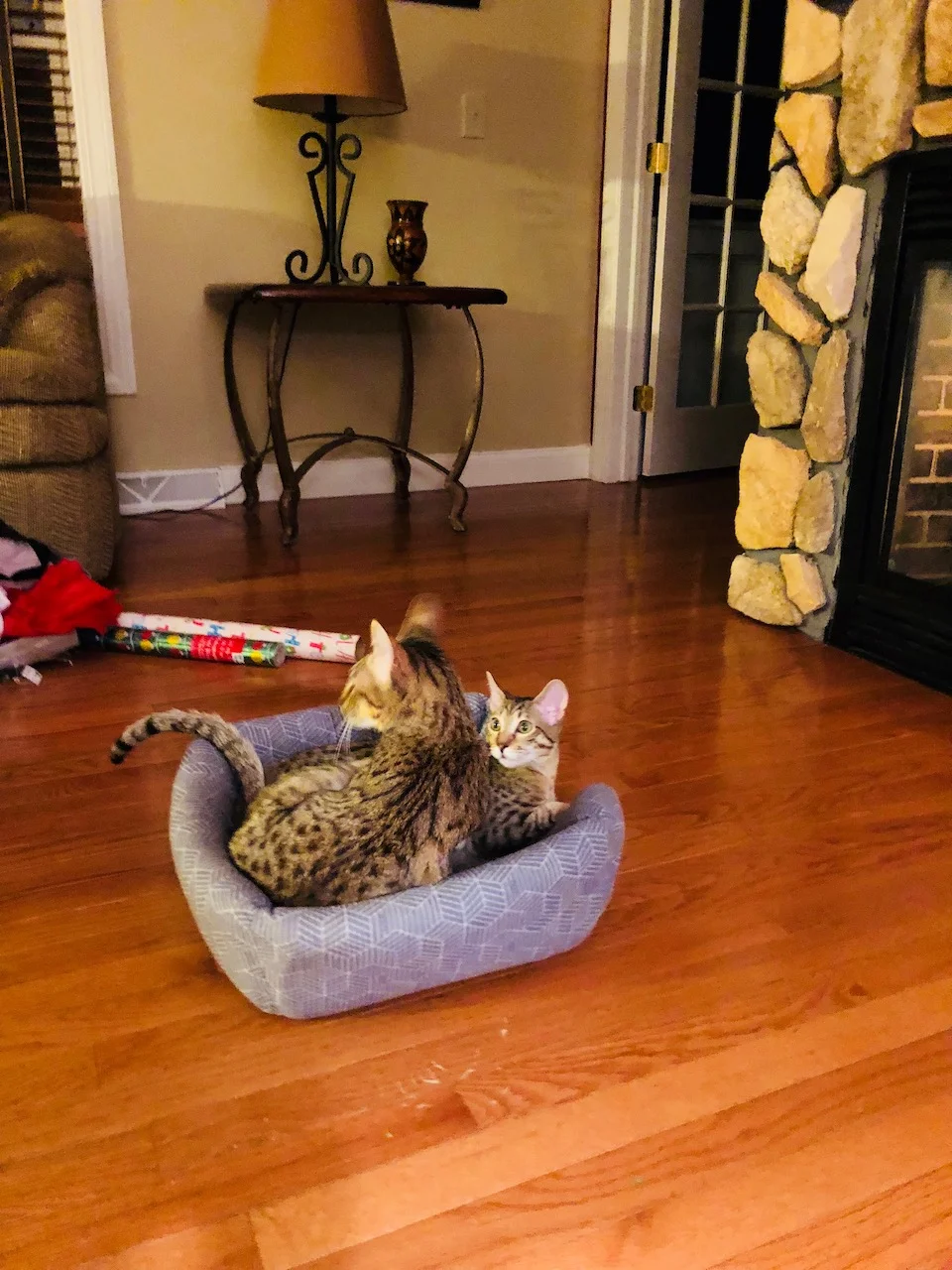 Lakota and Rayne F6 Savannah Kittens sharing their tiny bed